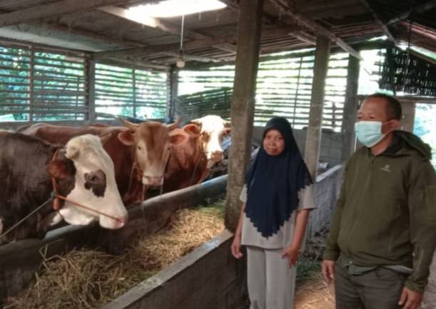 Unit Reskrim Polsek Tingkir Pastikan Ternak Sapi Yang Di Pelihara Warga Kradenan Dalam Kondisi Sehat