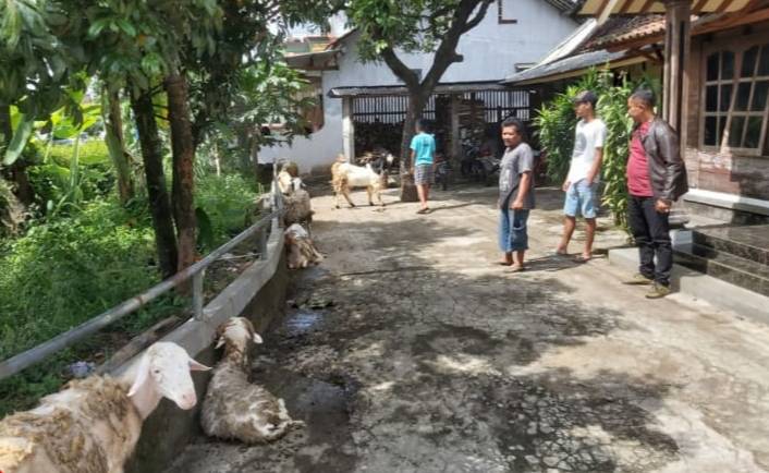 Pastikan Hewan Kurban Sehat, Unit Reskrim Polsek Tingkir Pengecekan Di Peternakan Wilayah Kalibening