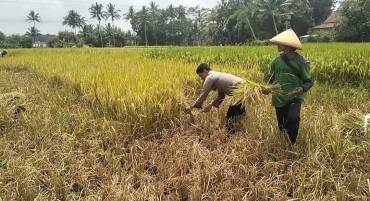 Dekatkan Dengan Masyarakat Wakapolsek Tingkir Bantu Petani Panen Padi Di Wilayah Tingkir Lor