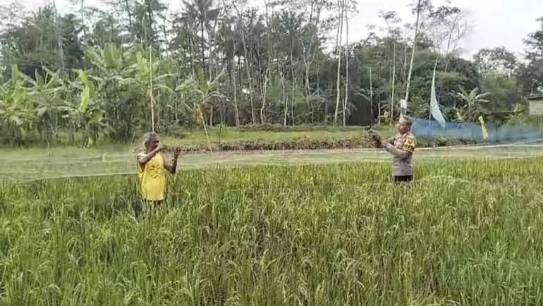 Sambangi Petani di Sawah, Bhabinkamtibmas Mangunsari Berikan Motivasi Bercocok Tanam